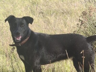 NEGRA