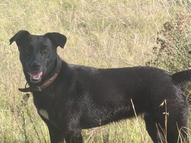 NEGRA