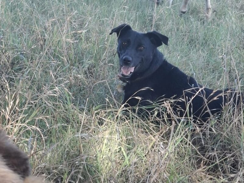 NEGRA