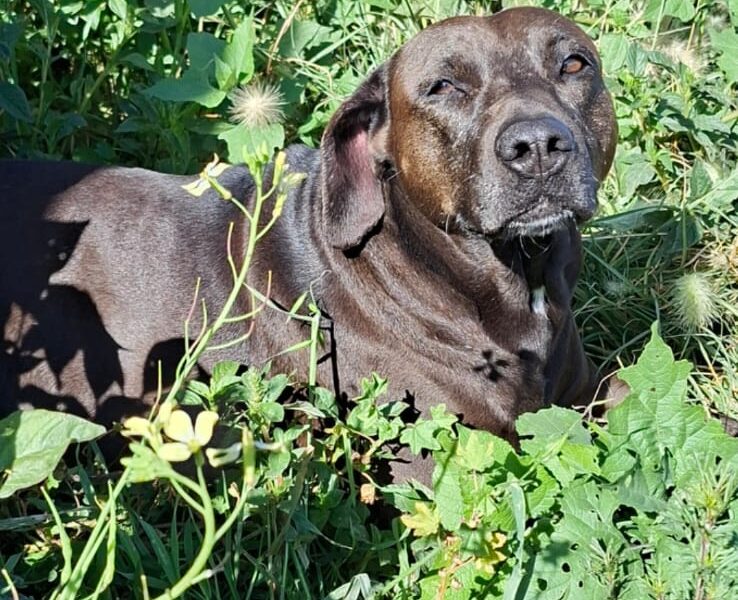 CHOCOLATA