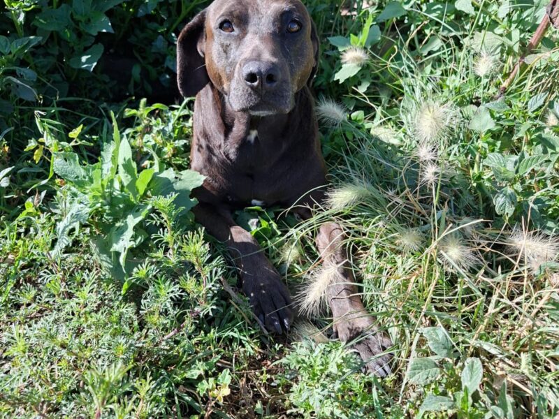 CHOCOLATA