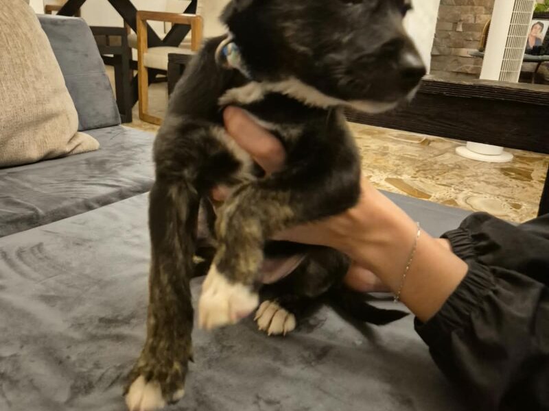 ARYA