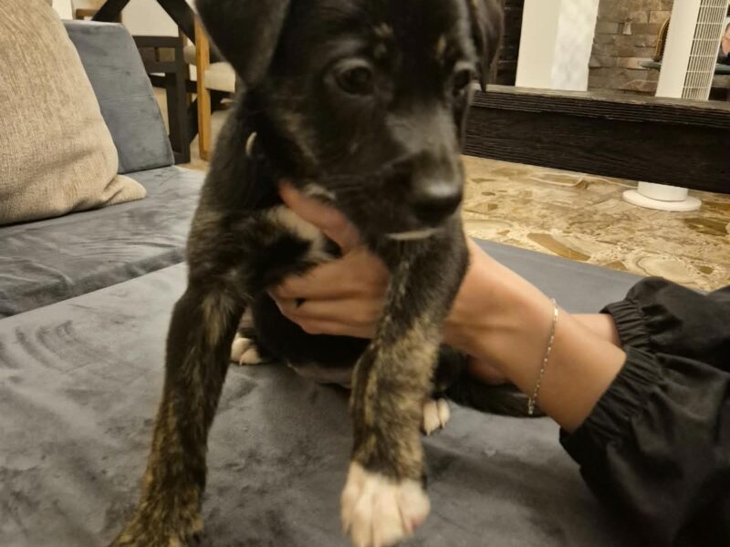 ARYA