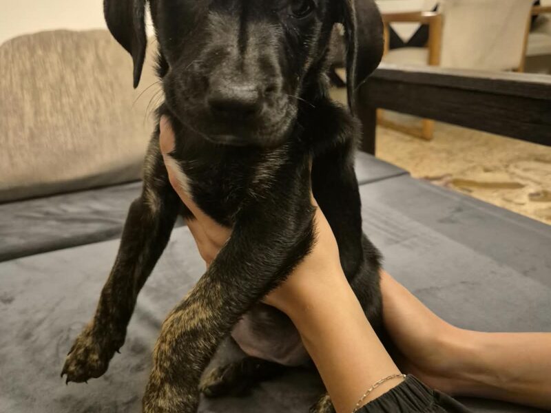ALPHA