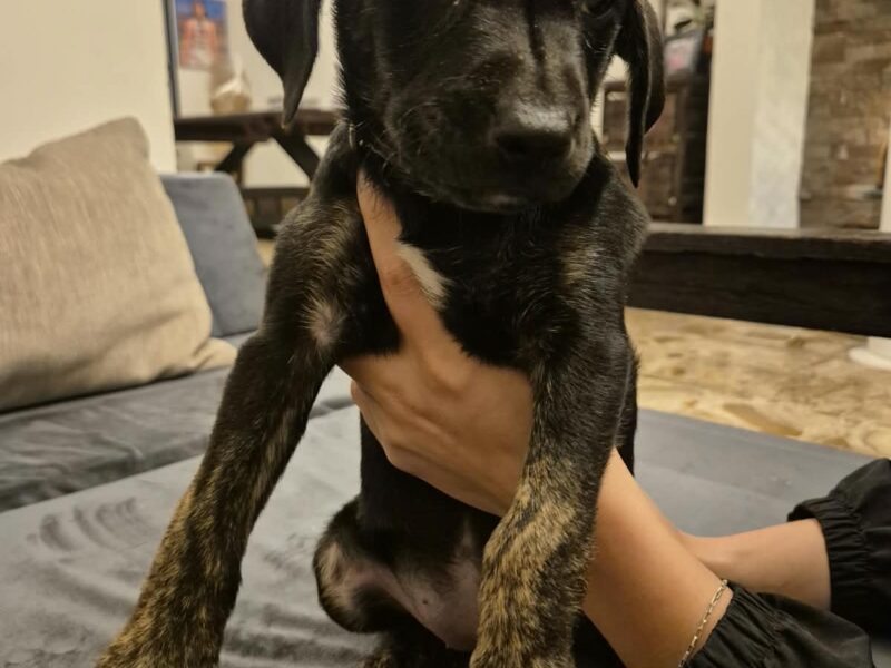 ALPHA