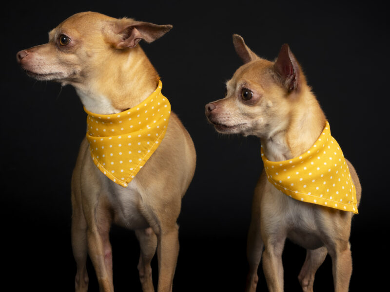 LOLA Y LALO