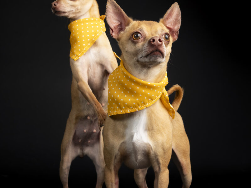 LOLA Y LALO