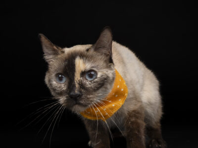 NATILLA