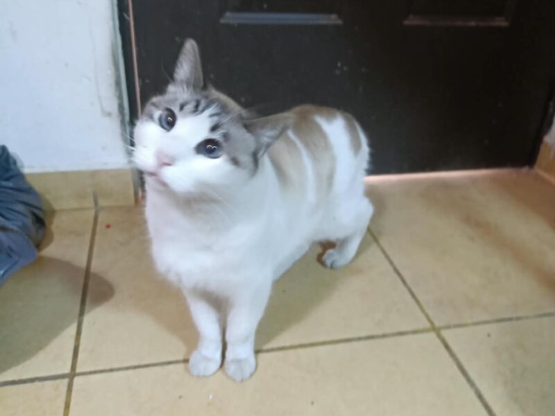 CATARINO
