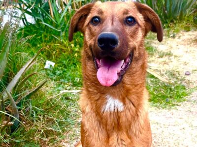 CANELA