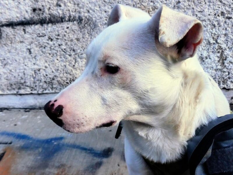 BLANQUITO