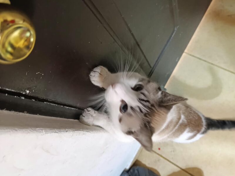 CATARINO