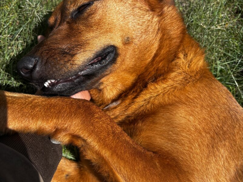 CANELA