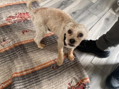 GIZMO