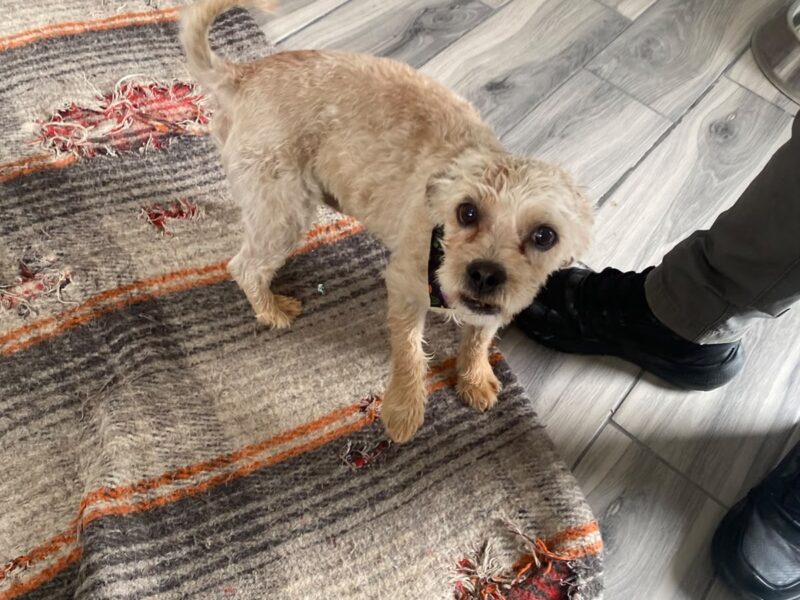 GIZMO