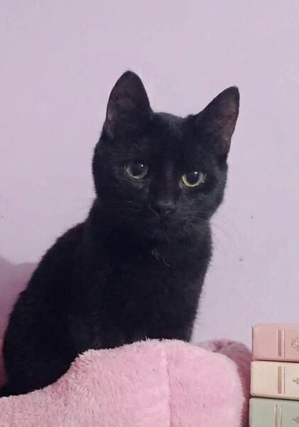 MICHIGO