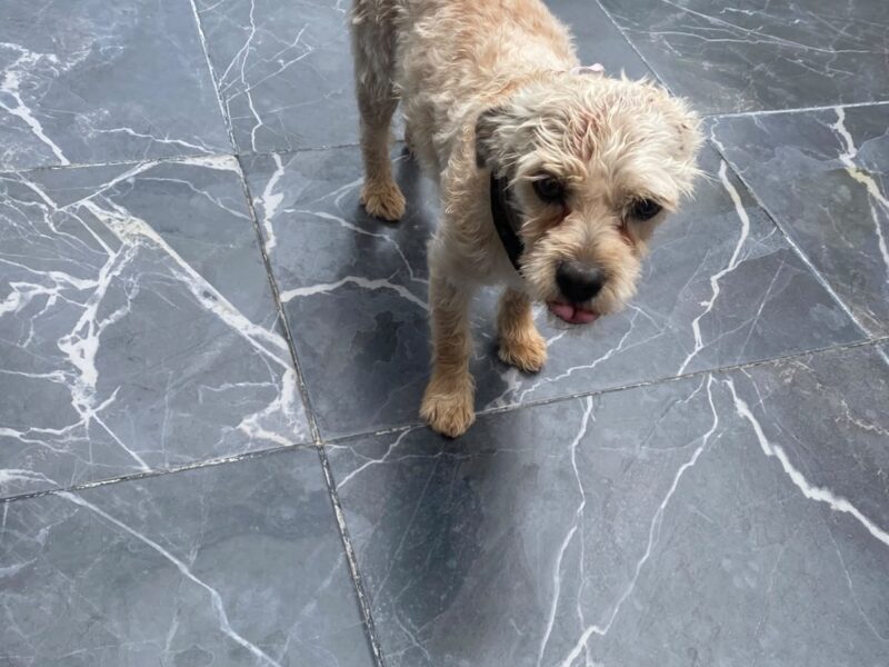 GIZMO