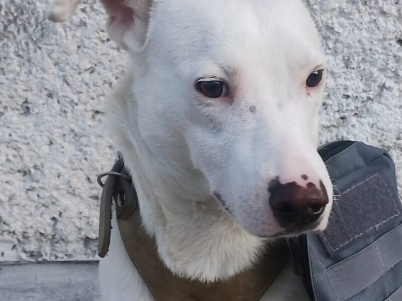 BLANQUITO