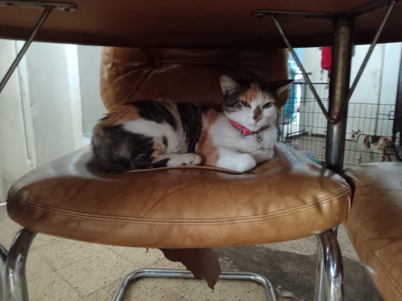 Lilu