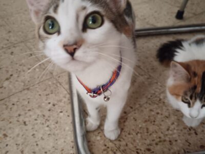 Mili
