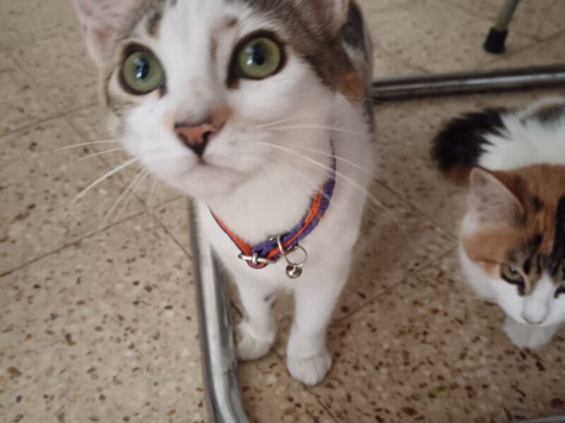 Mili