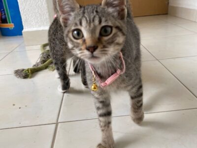 GOMITA