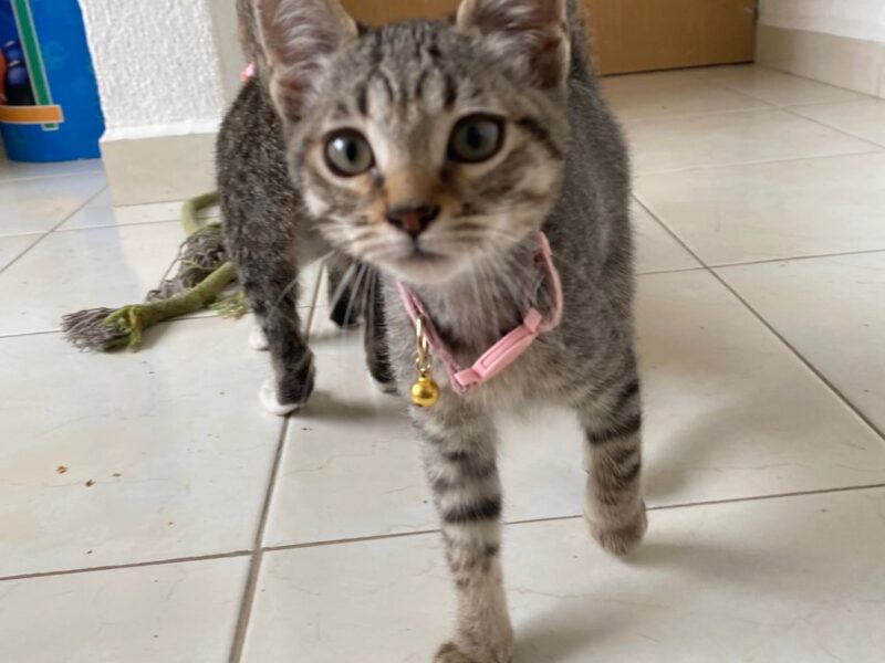 GOMITA