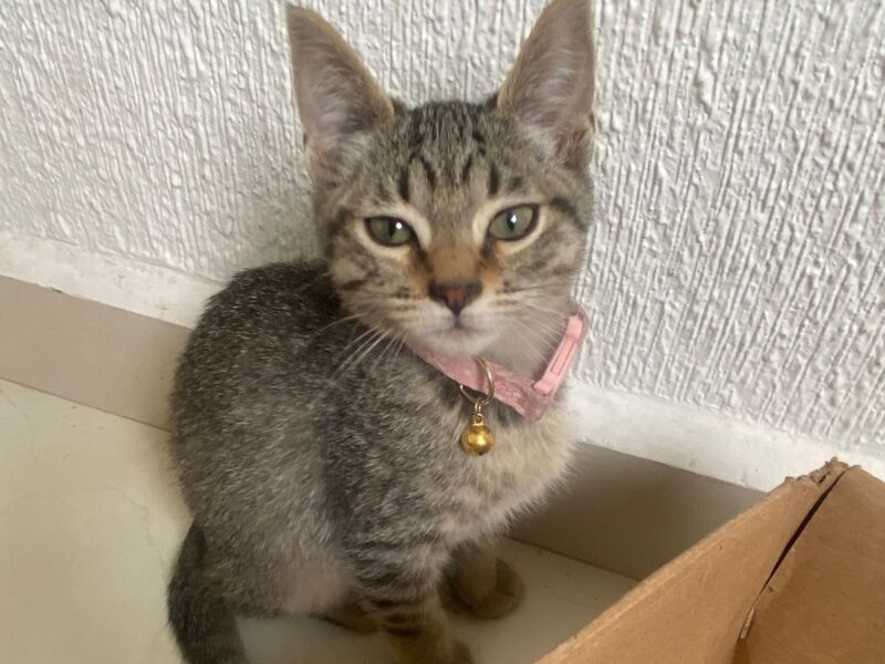 GOMITA