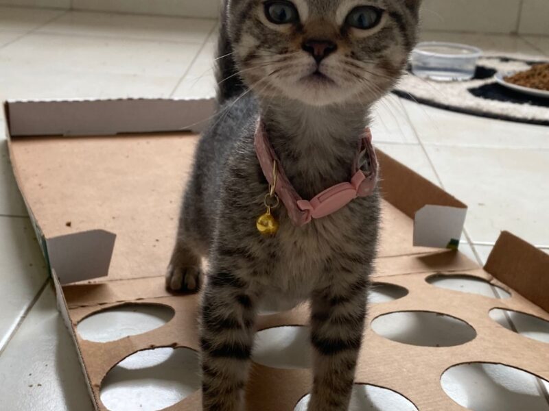 GOMITA