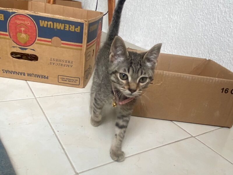 GOMITA