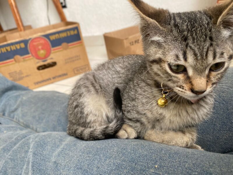 GOMITA