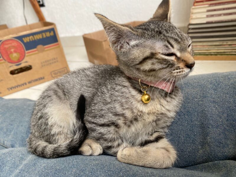 GOMITA