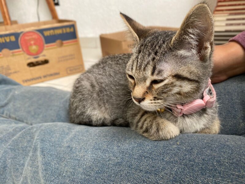 GOMITA