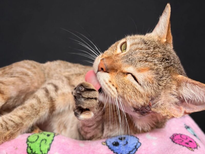 MOANA