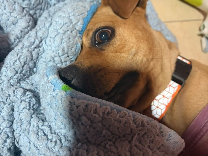 LOLA