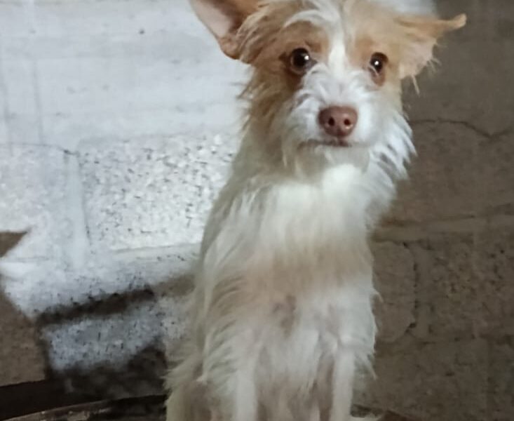 TUZITA