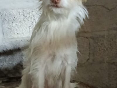 TUZITA