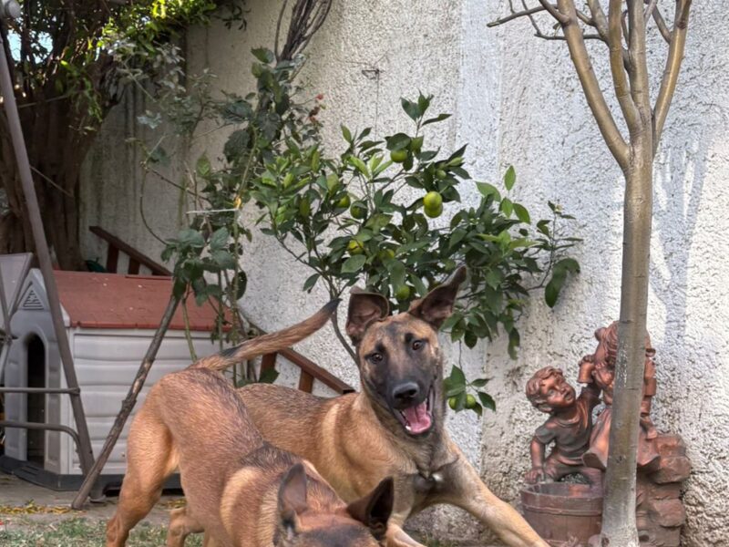 ZEUS
