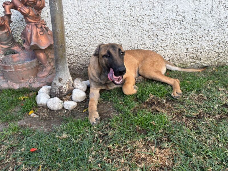 ZEUS