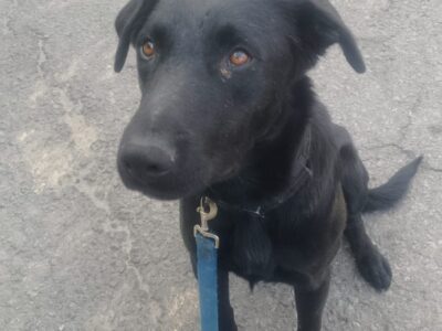 BOLTO