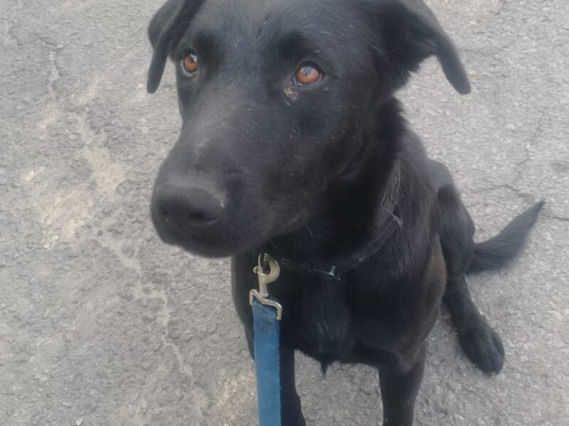 BOLTO