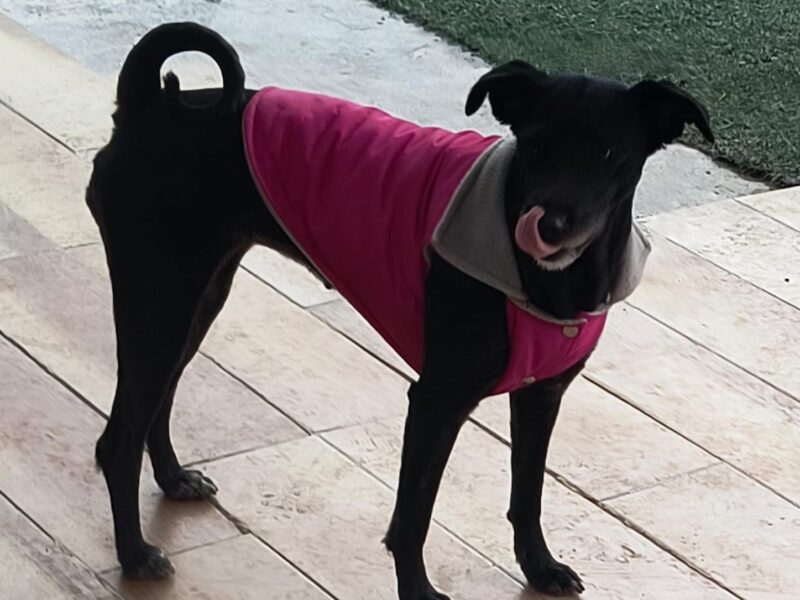 FRIJOLITA