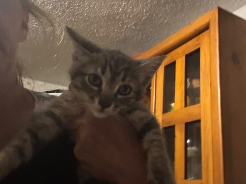 STELLA