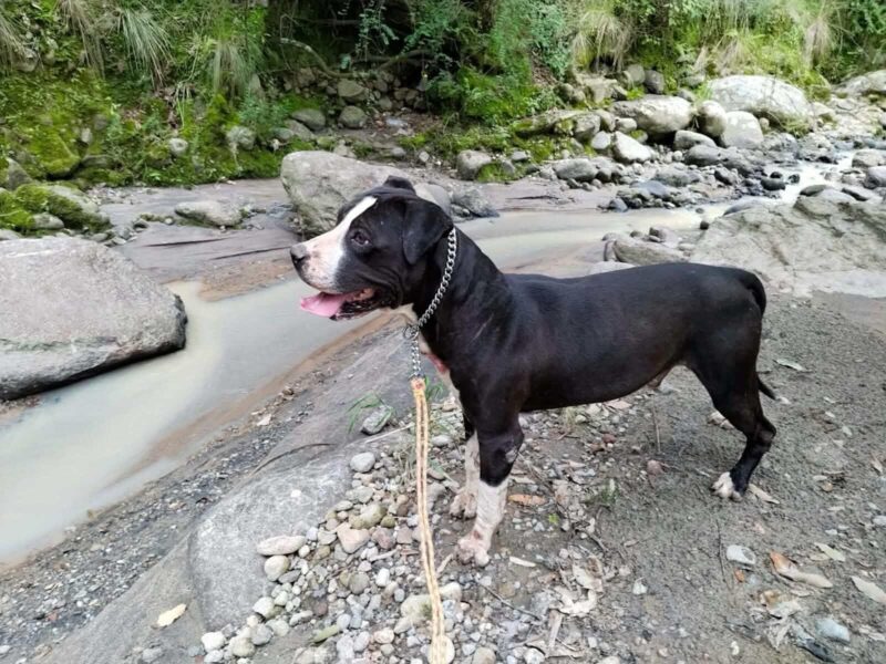 CHATITO