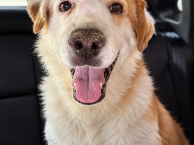 ANGELITO
