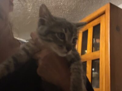 STELLA