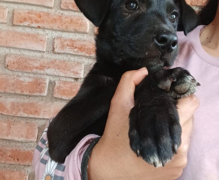 TOMASA