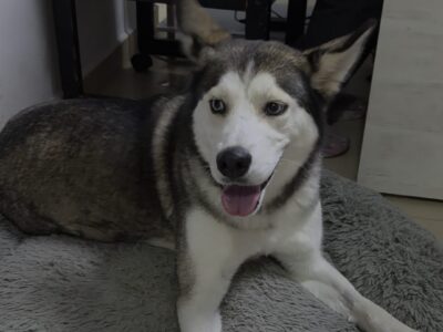 ZURI