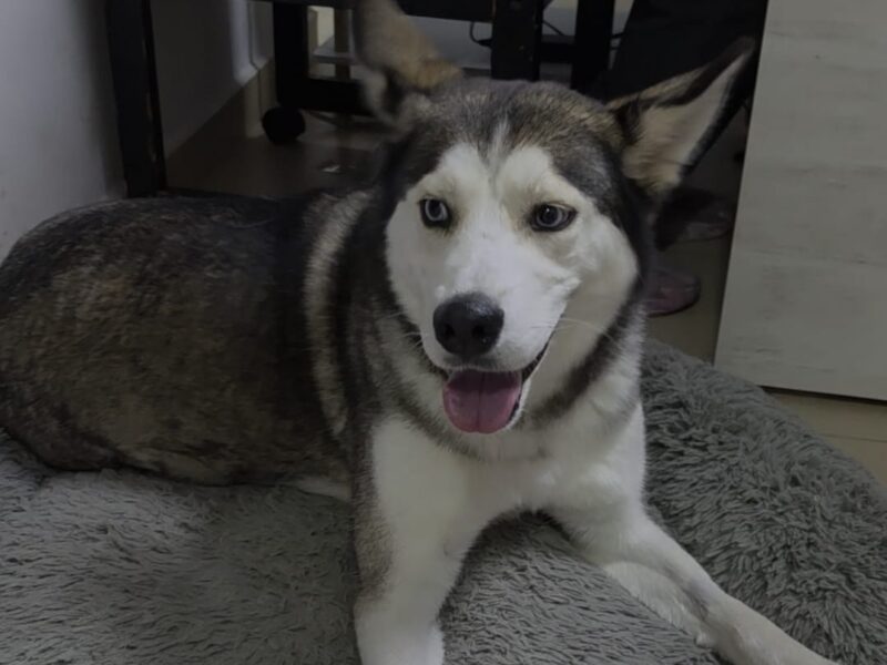 ZURI