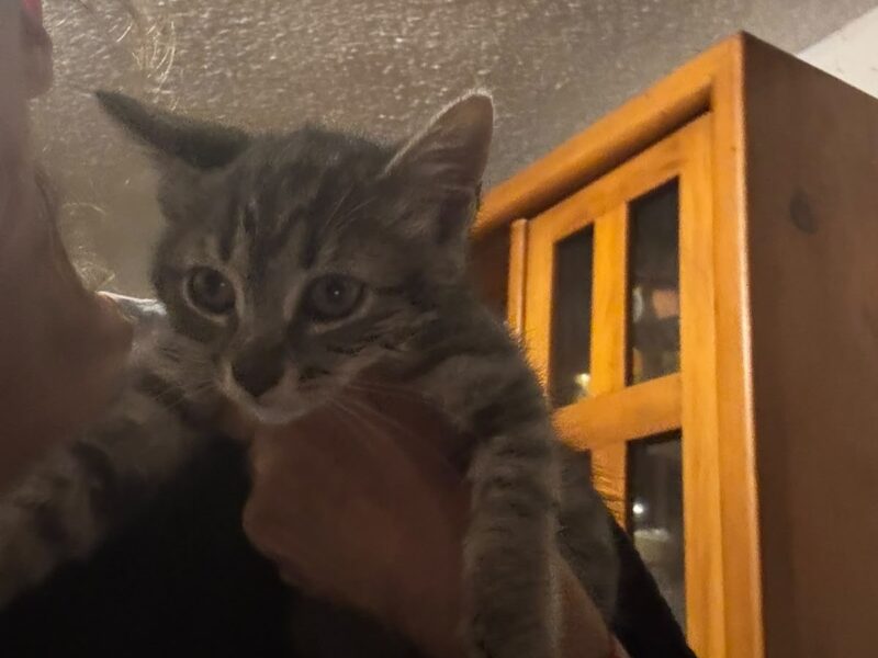 STELLA